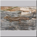 Zootoca vivipara - Waldeidechse 12.jpg